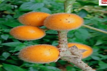 अंडमान के जंगलों में खोजा गया सुनहरे-नारंगी रंग का Solanum pandeyi बैगन
