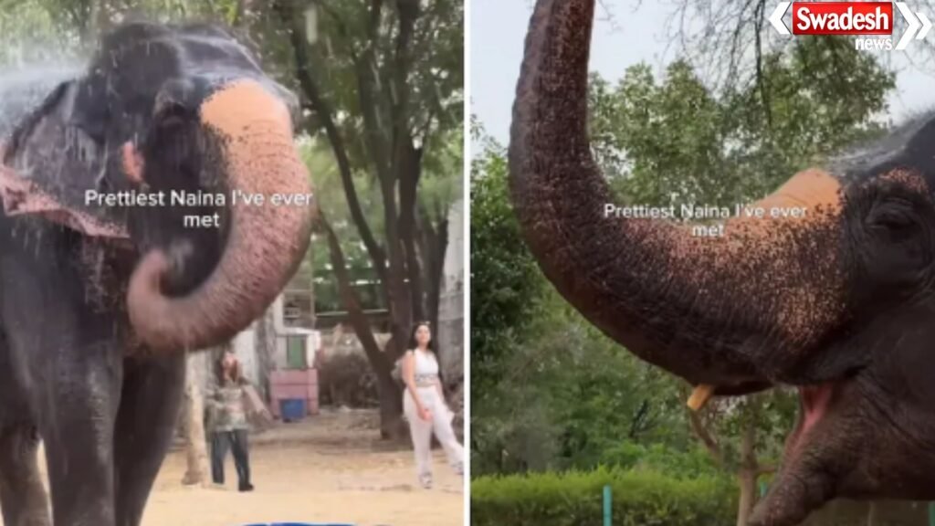 Naina Elephant