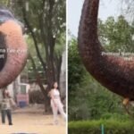 Naina Elephant