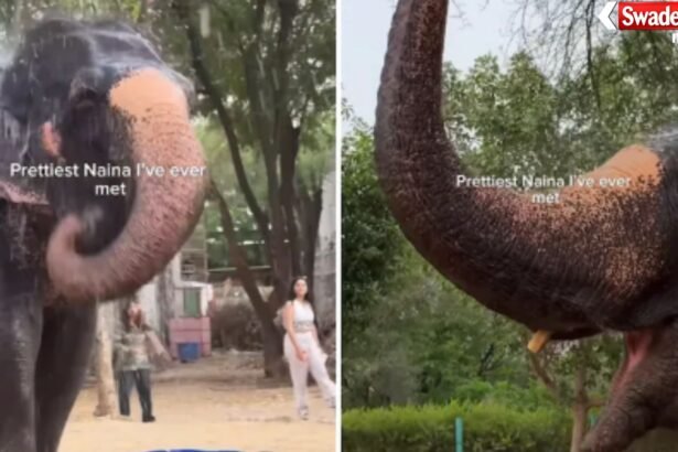 Naina Elephant