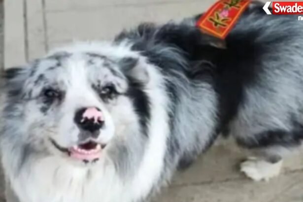 China Dog Meat Case