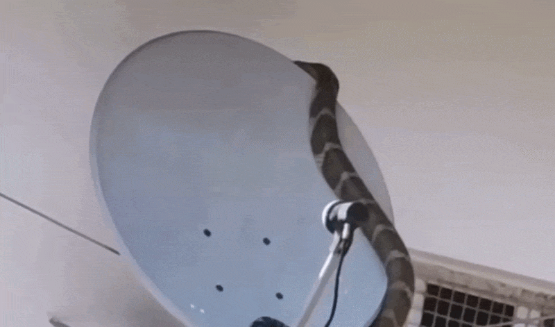 King Cobra