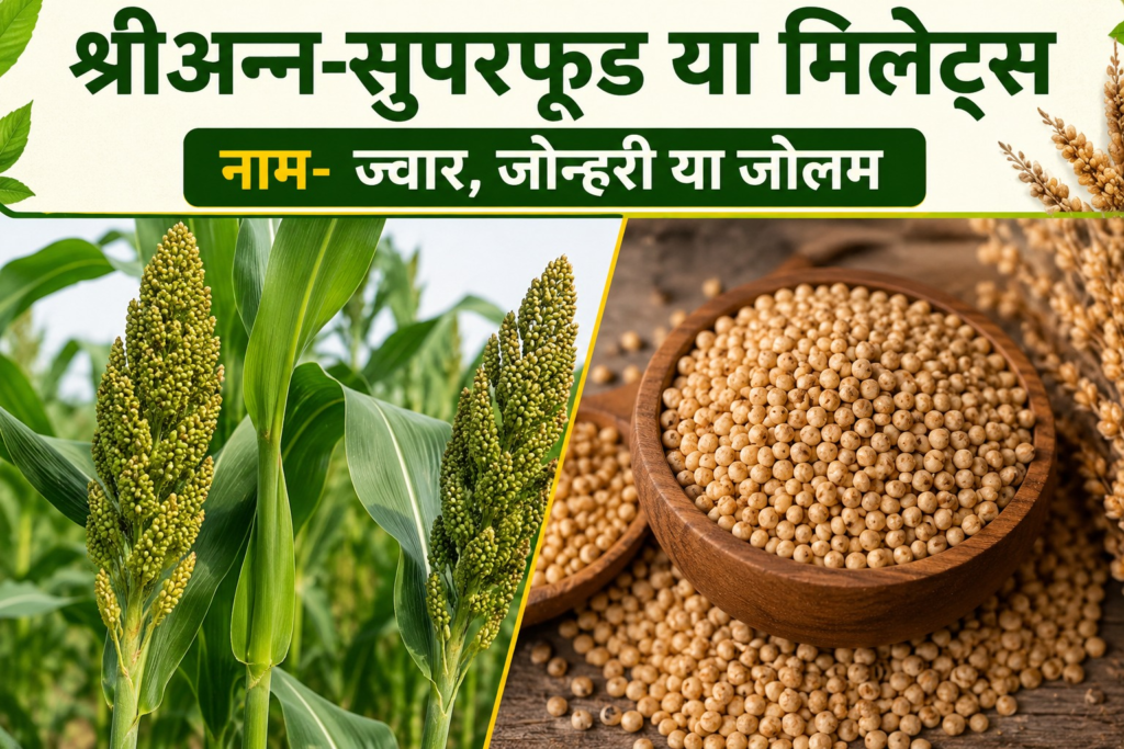 Millets Benefits