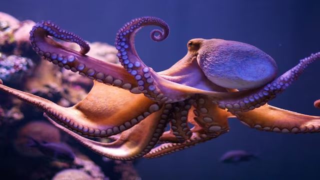 Octopus Three Hearts Facts 
