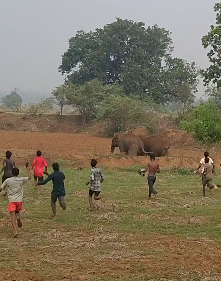 Raigarh Elephant News