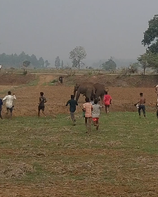 Raigarh Elephant News