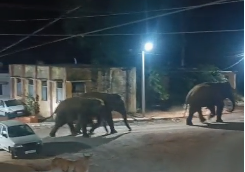 Elephant Movement