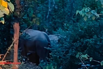 Balrampur Elephant Movement