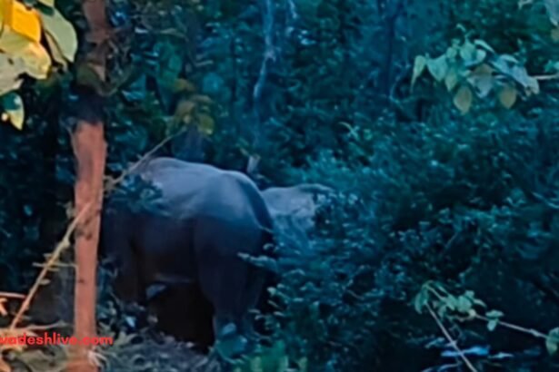 Balrampur Elephant Movement