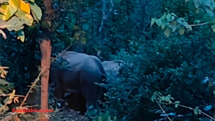 Balrampur Elephant Movement