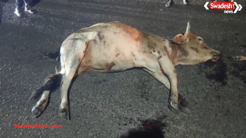 Marwahi Cow Deaths