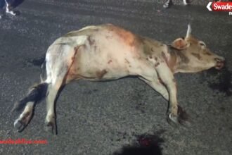 Marwahi Cow Deaths