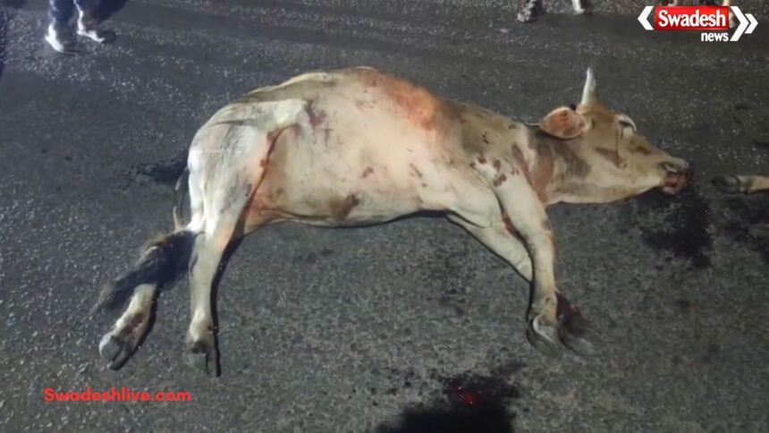 Marwahi Cow Deaths