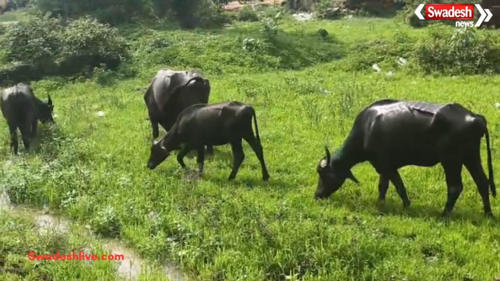 Koriya Cattle Smuggling