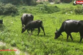 Koriya Cattle Smuggling
