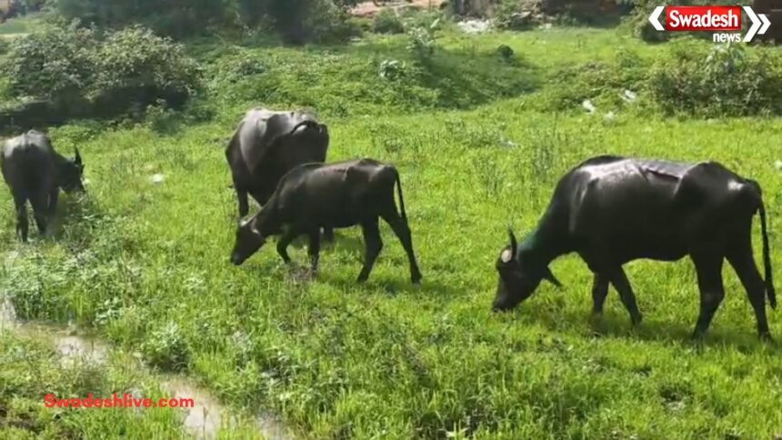 Koriya Cattle Smuggling