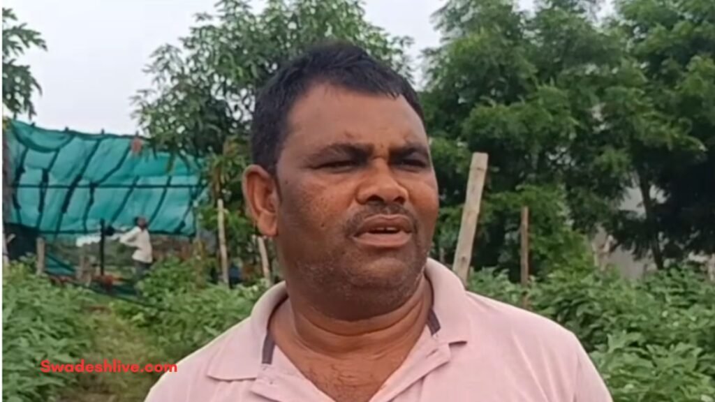 Grafted Brinjal Farming