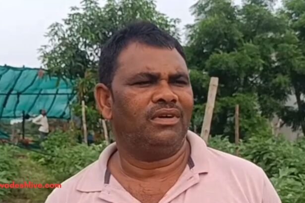 Grafted Brinjal Farming