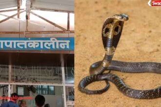 Snake Bite Prevention
