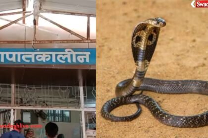 Snake Bite Prevention