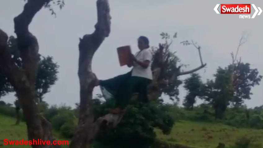 ANM Climbs Tree