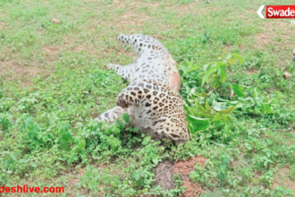 Wildlife Crime