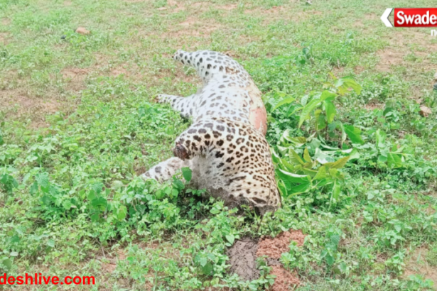 Wildlife Crime