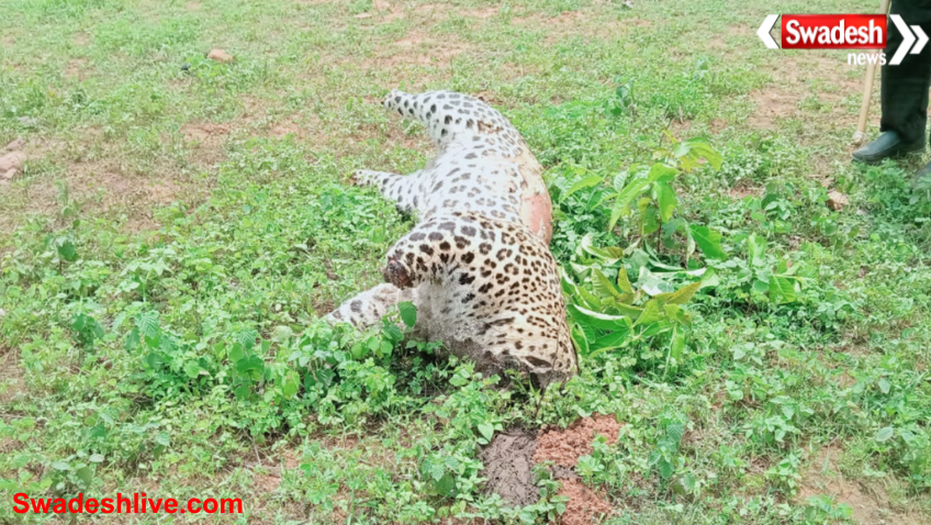 Wildlife Crime
