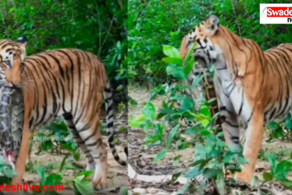 Jim Corbett Tiger Hunts Python Viral Video