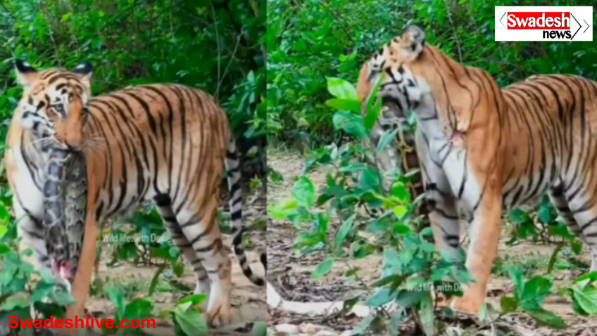 Jim Corbett Tiger Hunts Python Viral Video