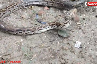 Python Rescue