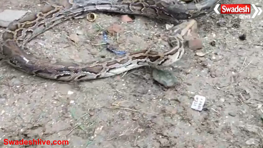 Python Rescue