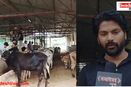 Cow Shelter Dabra