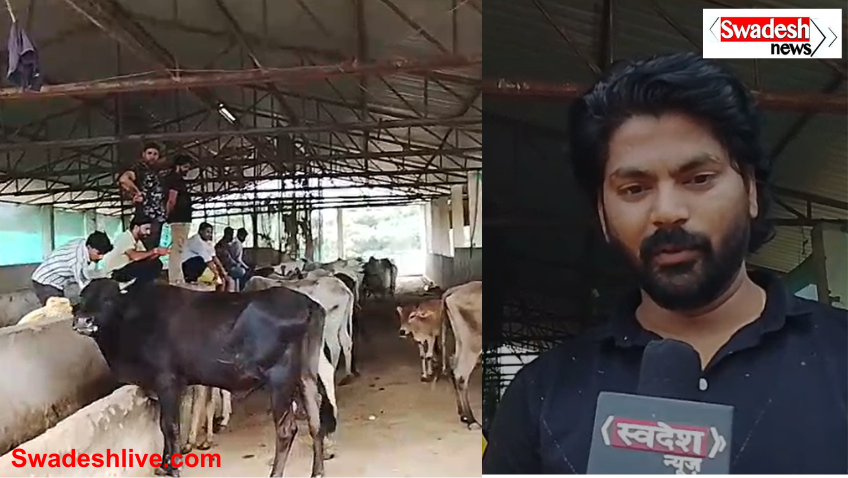 Cow Shelter Dabra