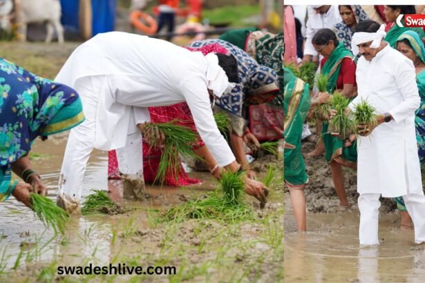 सिवनी में किसानों के साथ खेत में धान बोते मुख्यमंत्री डॉ. मोहन यादव