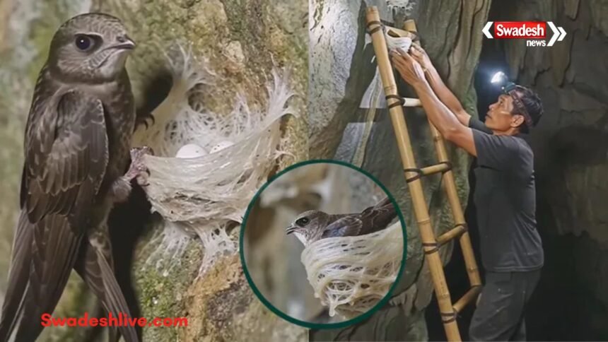 स्विफ्टलेट चिड़िया अपने लार से घोंसला बनाते हुए।