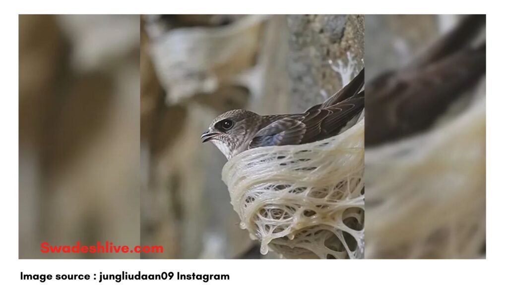 Swiftlet Bird Nest