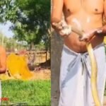 साबुन लगाकर सांप को नहलाता हुआ शख्स, सोशल मीडिया पर वायरल वीडियो।