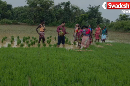 Jamtara Paddy Cultivation News