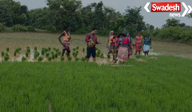 Jamtara Paddy Cultivation News