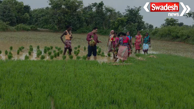 Jamtara Paddy Cultivation News