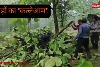 सीहोर के डाबरी वन क्षेत्र में पेड़ों की कटाई और वनभूमि पर कथित अतिक्रमण को लेकर जांच की मांग