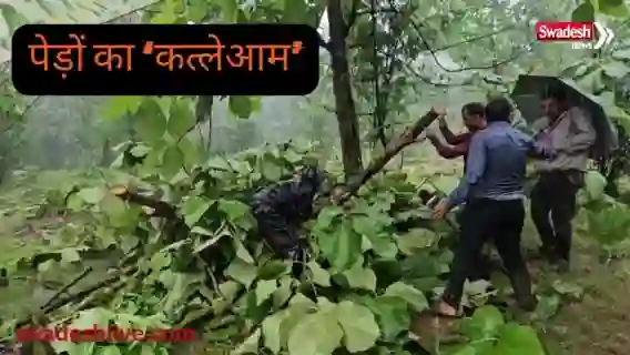 सीहोर के डाबरी वन क्षेत्र में पेड़ों की कटाई और वनभूमि पर कथित अतिक्रमण को लेकर जांच की मांग