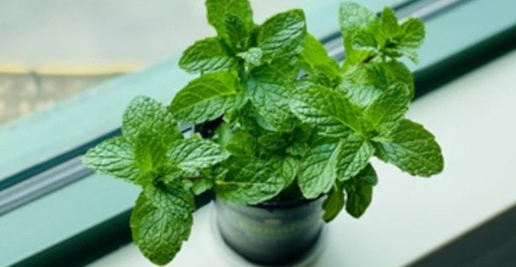 Health Benefits of Mint