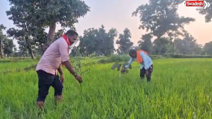 Hareli Festival in Chhattisgarh