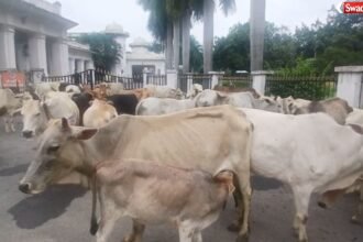 Ambikapur Stray Cattle Protest
