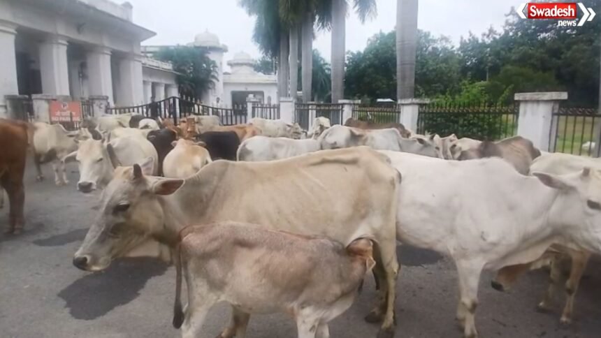 Ambikapur Stray Cattle Protest