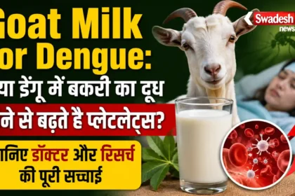 Goat Milk for Dengue