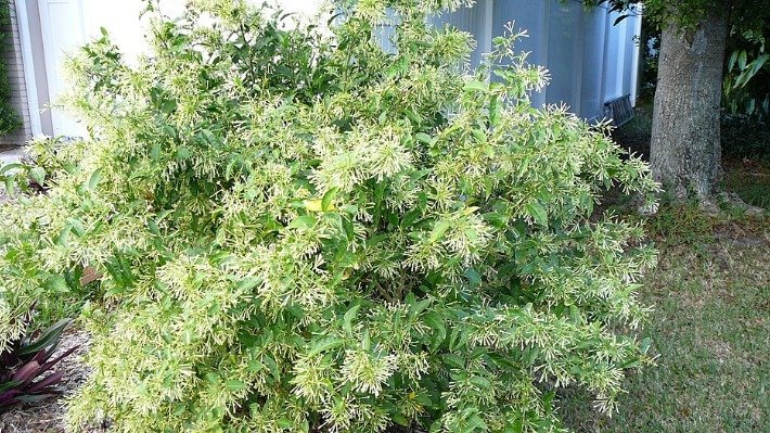 Raat Rani Flower Benefits