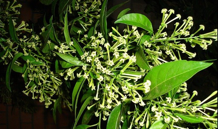 Raat Rani Flower Benefits
